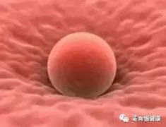 香港试管婴儿移植后怕胚胎流出来麦肯锡健康网教你注意